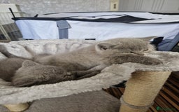 British Shorthair cats for sale: British short hair boys - Image 6