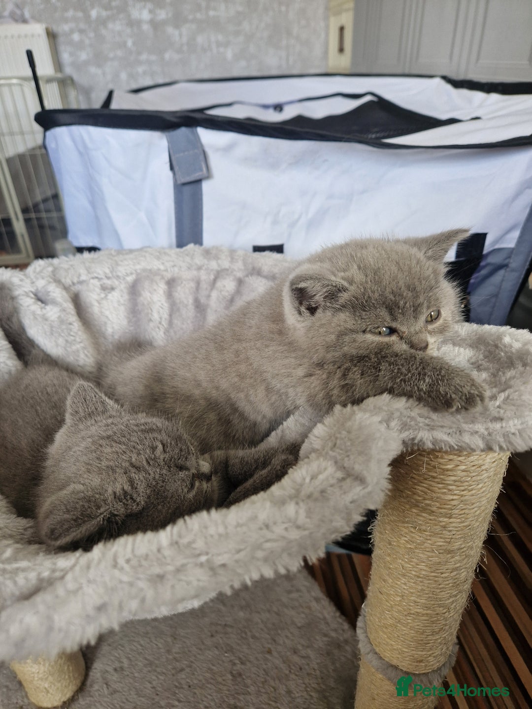 British Shorthair cats for sale: British short hair boys - Image 6