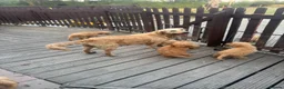 Mini Goldendoodle dogs for sale: Health-Tested Family Happy Sociable Goldendoodles - Advert 4