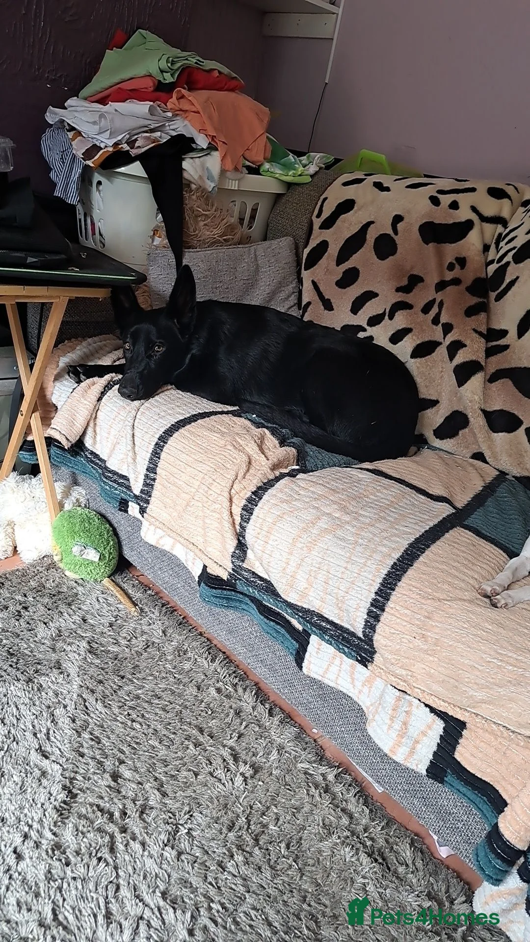 Belgian Shepherd Dog dogs for sale: Malinois Girl - Advert 5