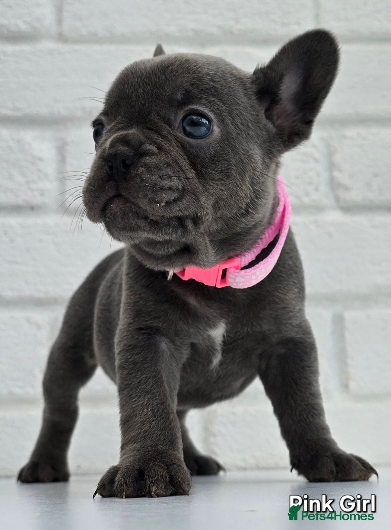 French Bulldog dogs Stunning Blue French Bulldog Puppies - Advert 2
