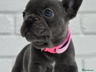 French Bulldog dogs Stunning Blue French Bulldog Puppies - Advert 2