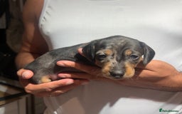 Dachshund dogs for sale: Dachshund Puppies Looking for forever Homes - Image 9
