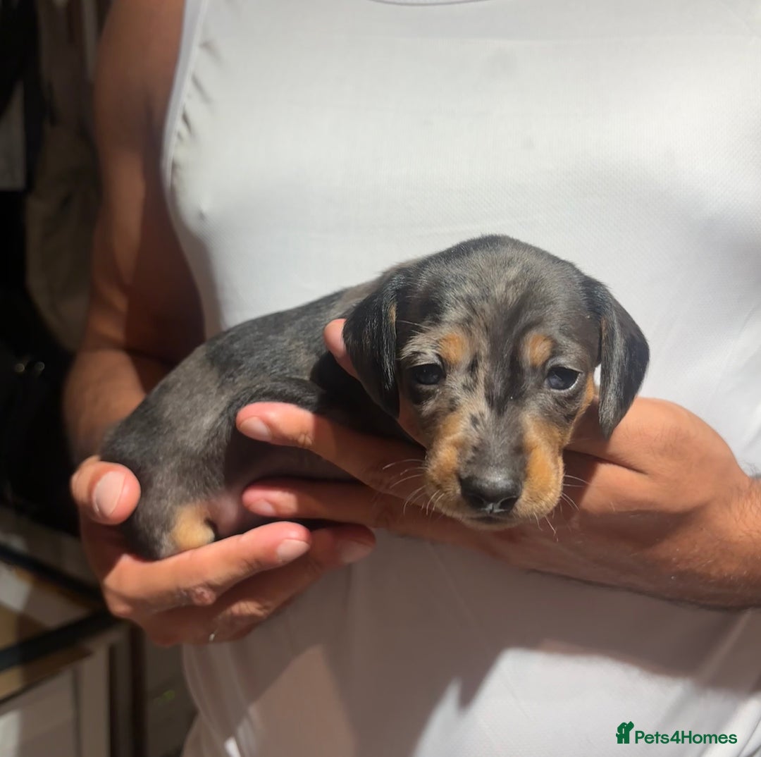 Dachshund dogs for sale: Dachshund Puppies Looking for forever Homes - Image 9