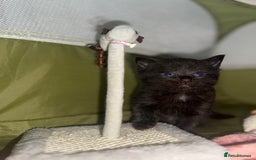 Siberian cats for sale: Siberian X kittens - Image 8