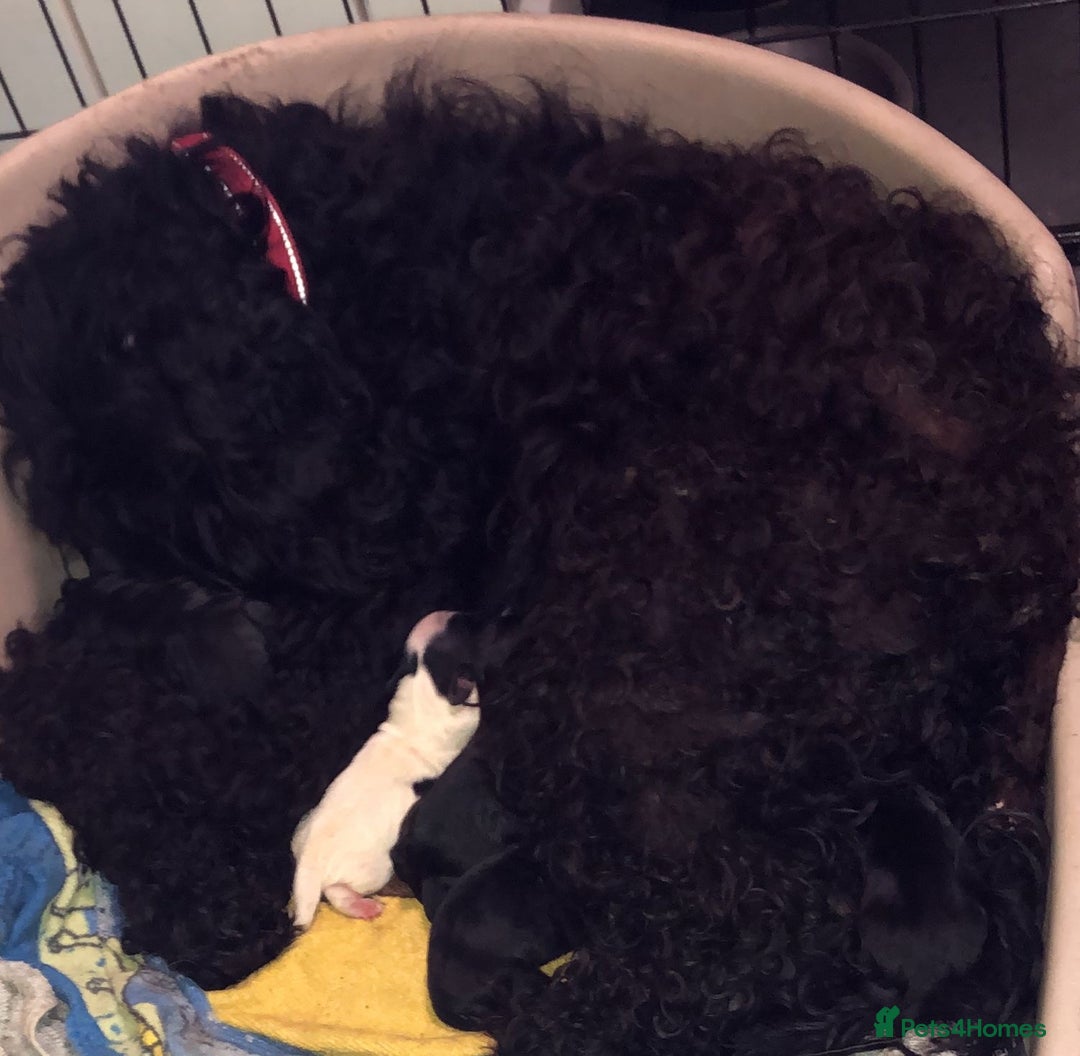 Mixed Breed dogs for sale: Stunning Sproodle x Shih Tzu pups ready 26/1 - Advert 4