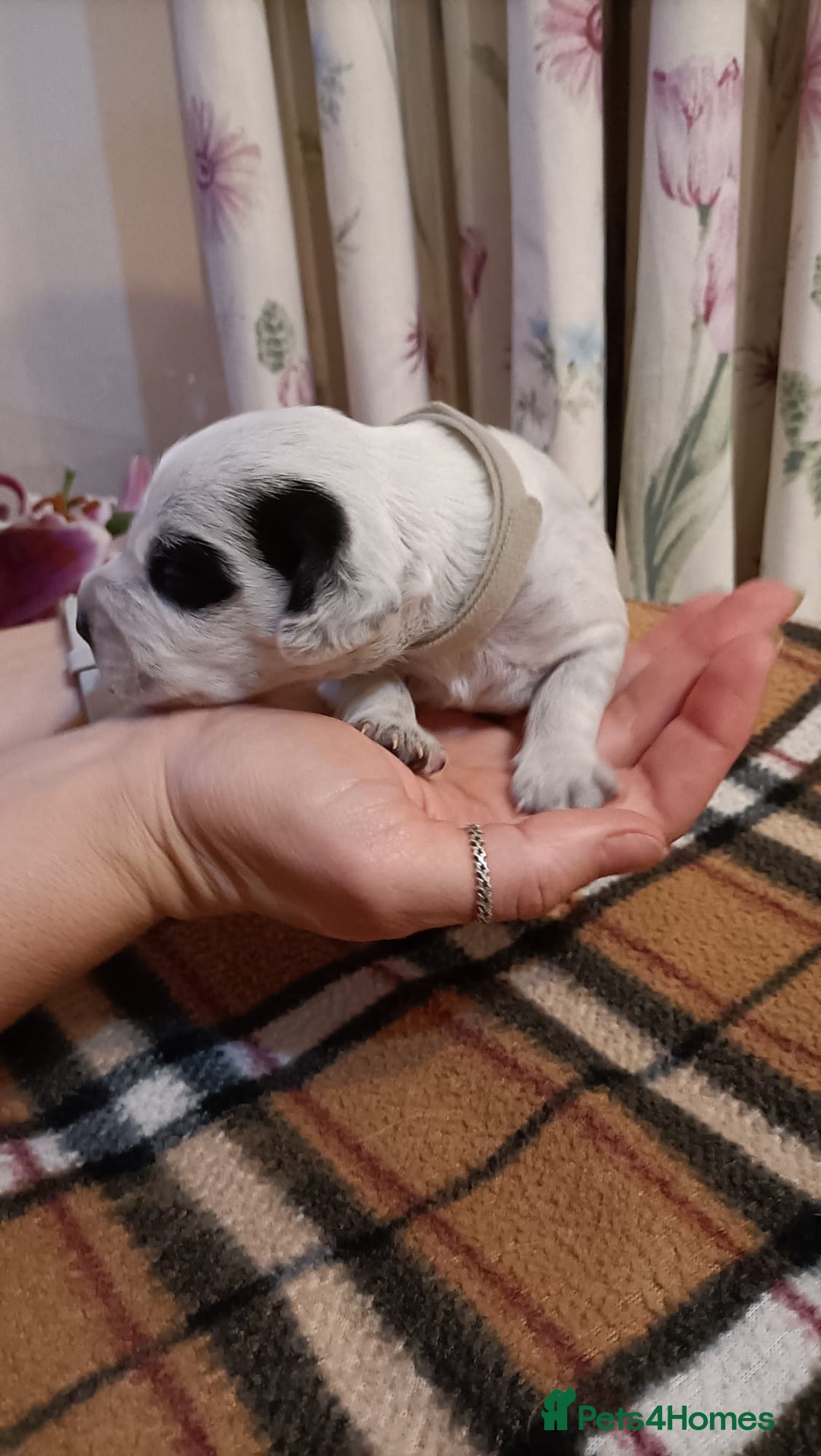 Mixed Breed dogs for sale: Cocker spaniel and terrier hybrid puppies  - Image 7