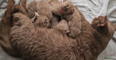 British Shorthair cats - Advert 13