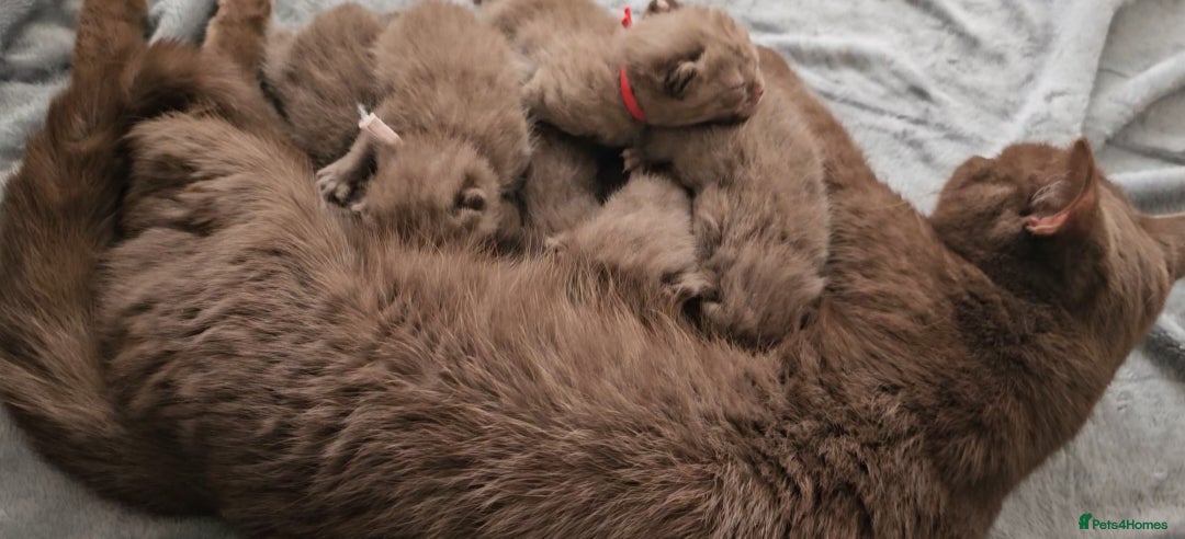 British Shorthair cats for sale: Brown British Shorthair Kittens  - Image 2