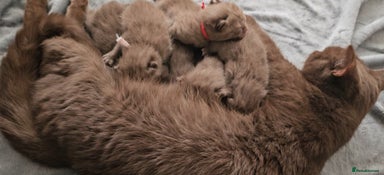 British Shorthair cats - Advert 13