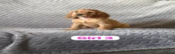 Cocker Spaniel dogs for sale: FULLHEATHTESTED OUTSTANDING SHOWTYPE COCKERSPANIEL in Alton - Advert 5