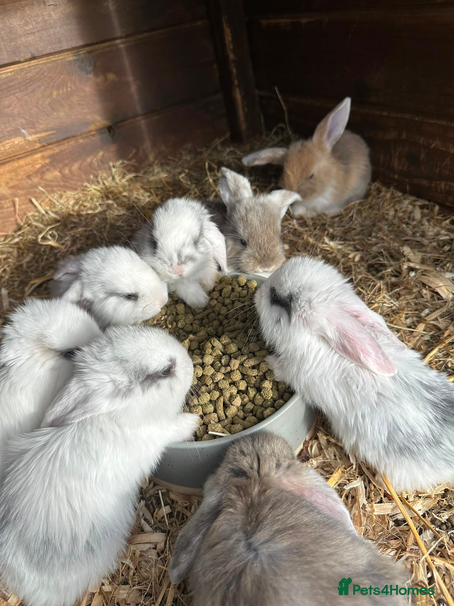 English Lop rabbits rabbits  - Advert 1