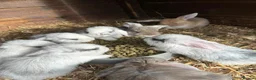 English Lop rabbits for sale: rabbits  - Advert 1