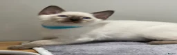 Siamese cats for sale: GCCF Registered Traditional Siamese Kittens.  - Advert 14