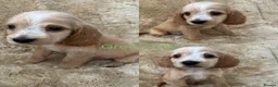 Cocker Spaniel dogs for sale: Cocker spaniel puppy’s READY SOON - Advert 16