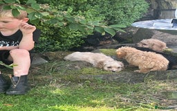 Cockapoo dogs for sale: Crazy Cockapoo puppies    - Image 10