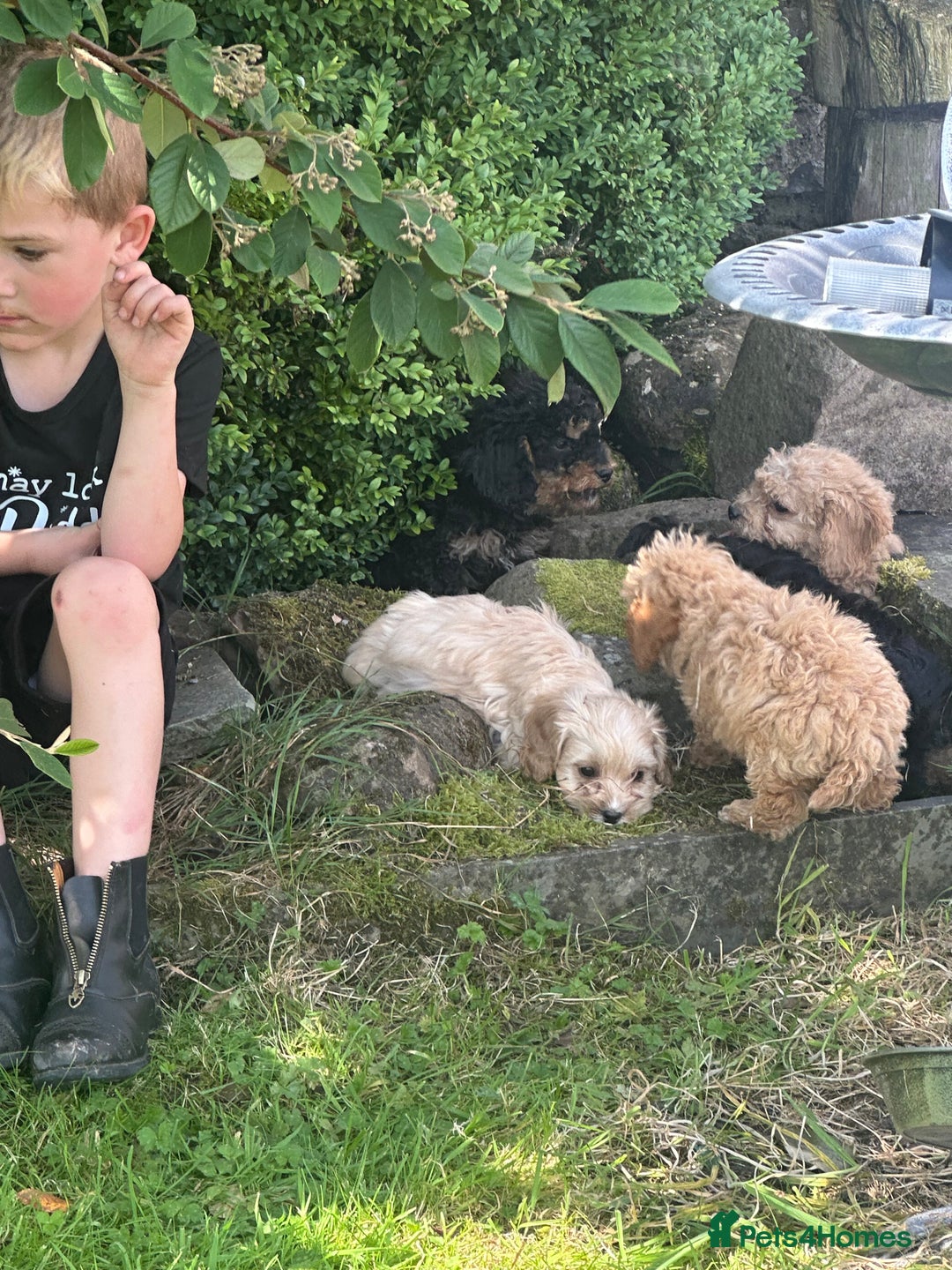 Cockapoo dogs for sale: Crazy Cockapoo puppies    - Image 10