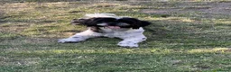 Shih Tzu dogs for sale: Shih Tzu  - Advert 3