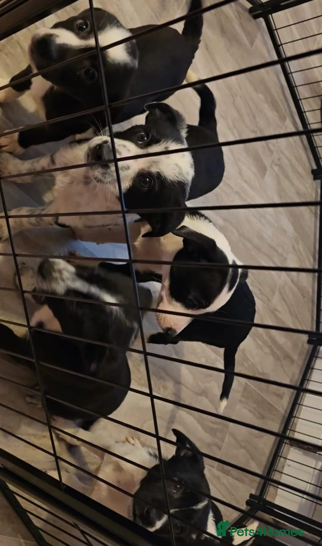 Border Collie dogs for sale: Border collie puppys - Advert 3