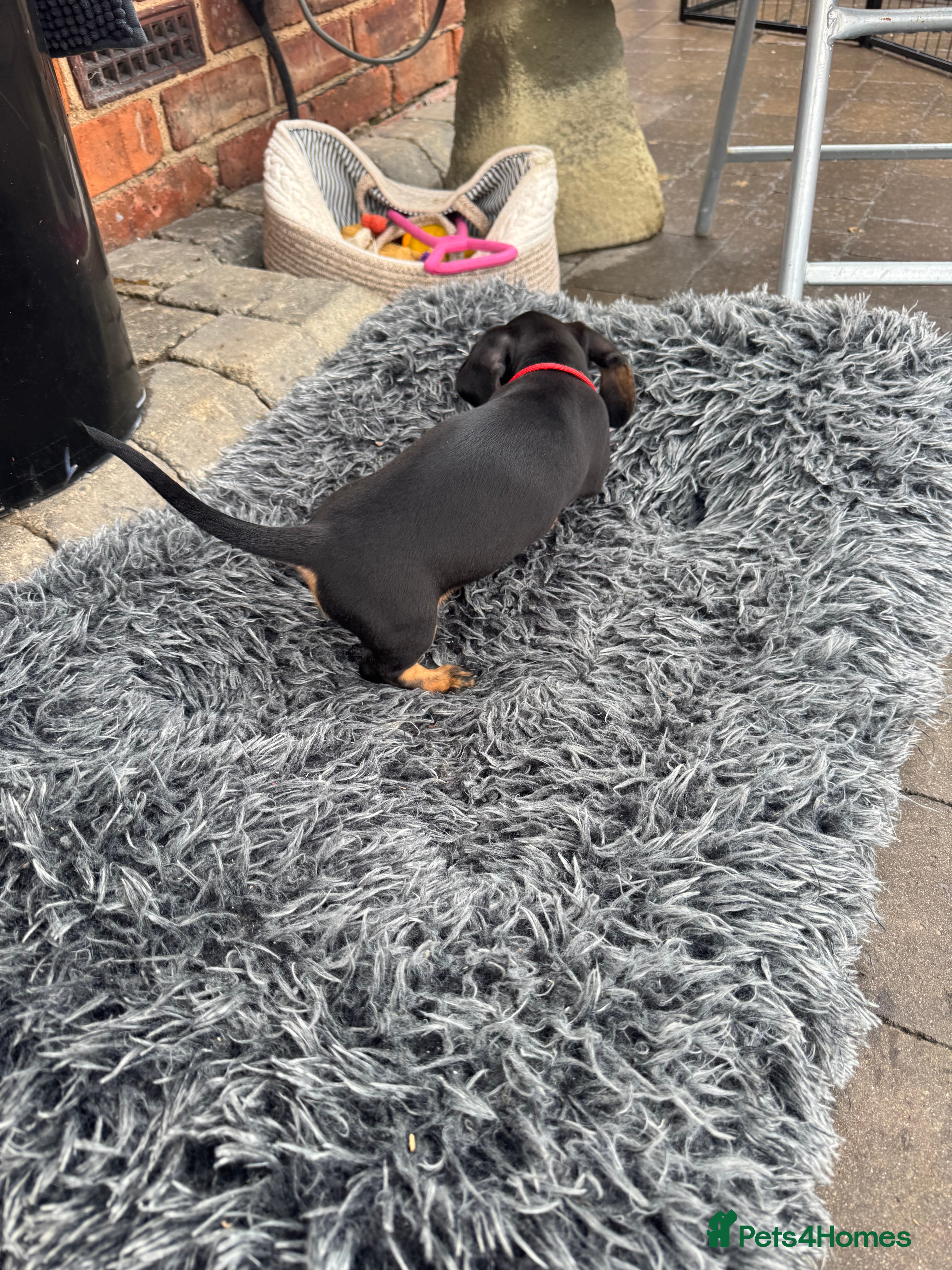 Miniature Dachshund dogs Kc registered Miniature dachshunds  - Advert 2