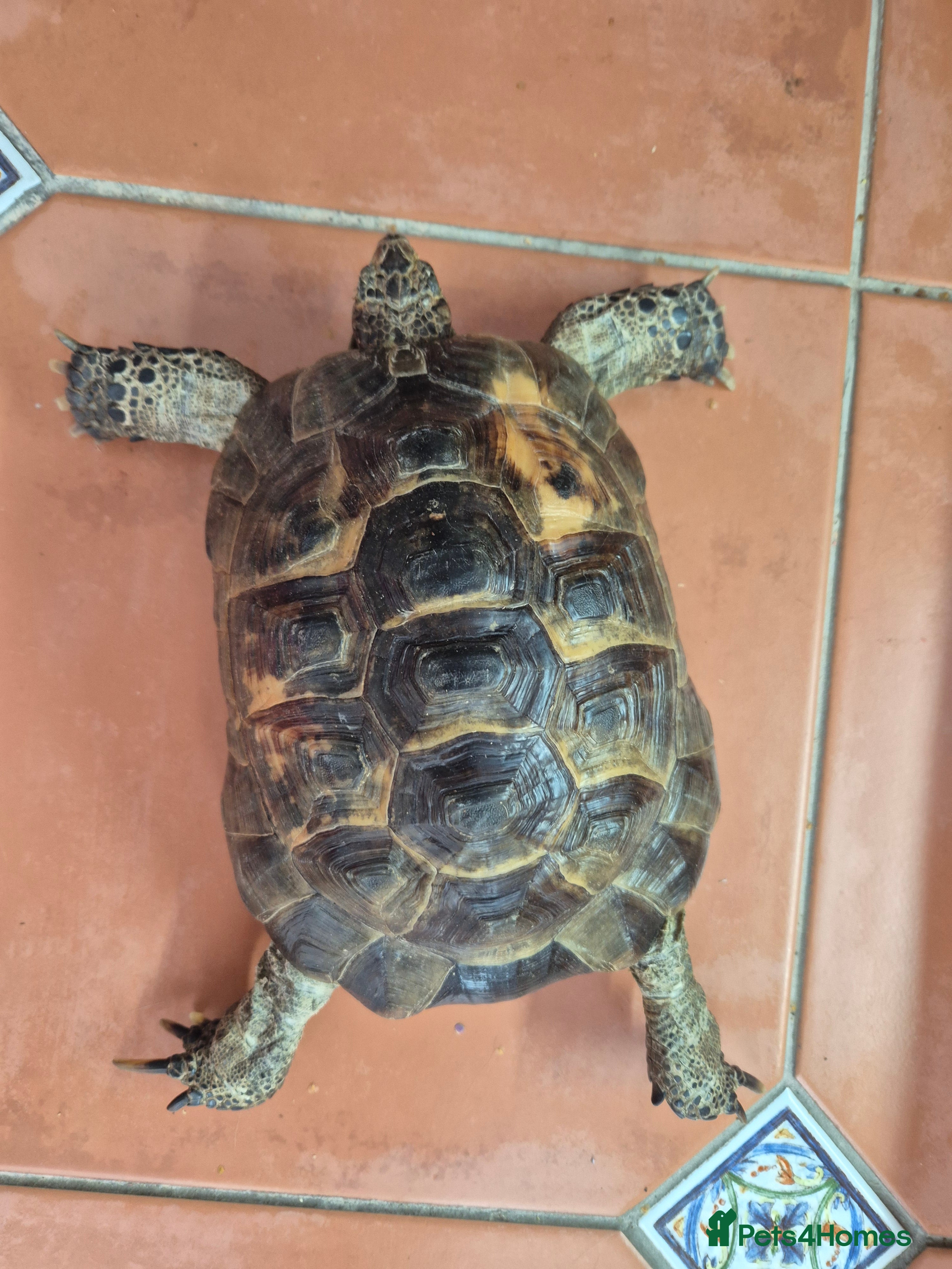 Tortoise reptiles spur thighed male tortoise - Advert 10