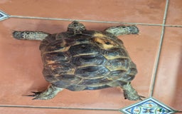 Tortoise reptiles for sale: spur thighed male tortoise - Image 1