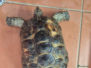 Tortoise reptiles - Advert 2