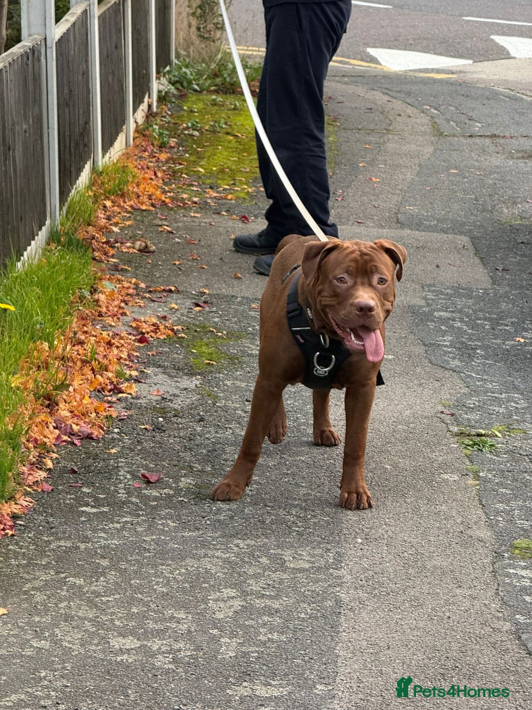 Mixed Breed dogs for sale: Rocco - Advert 7