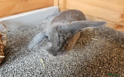 Mini Lop rabbits for sale: 6 baby bunnys  - Image 4