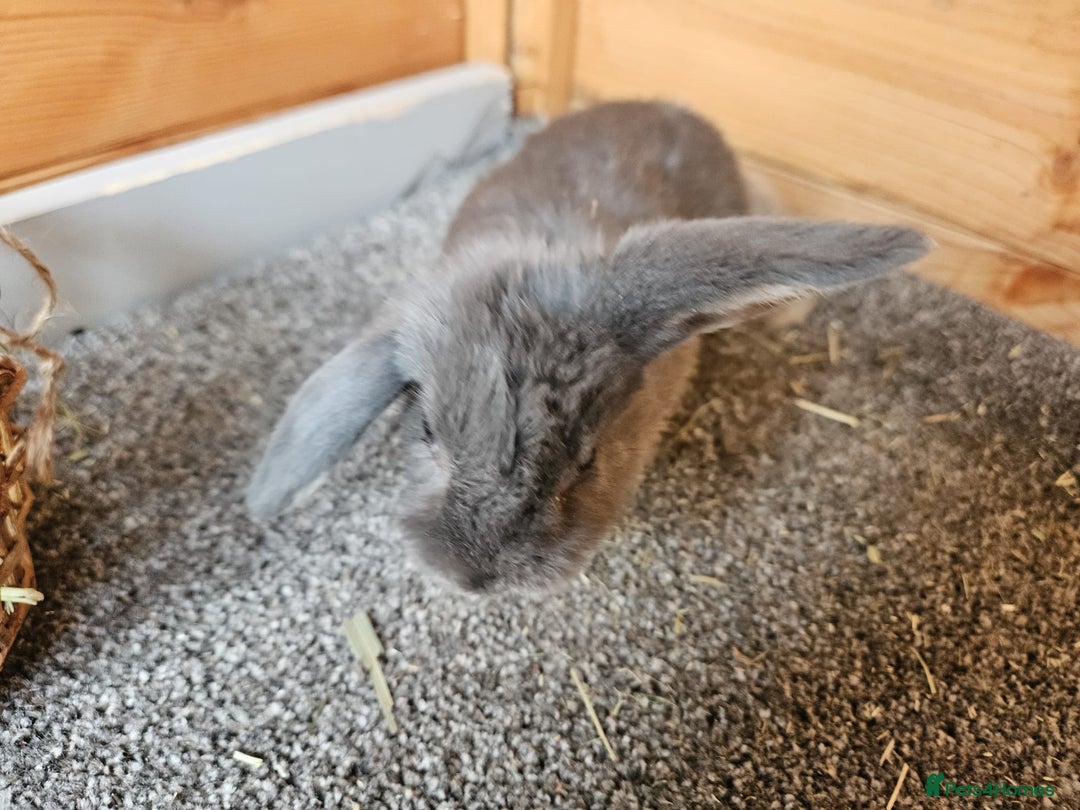 Mini Lop rabbits for sale: 6 baby bunnys  - Image 4