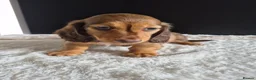 Miniature Dachshund dogs for sale: KC Reg Miniature Long-Haired Dachshund Ready Now!  - Advert 7