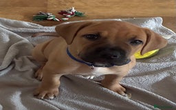 Mixed Breed dogs for sale: Beautiful Presa Mix Pups  - Image 17