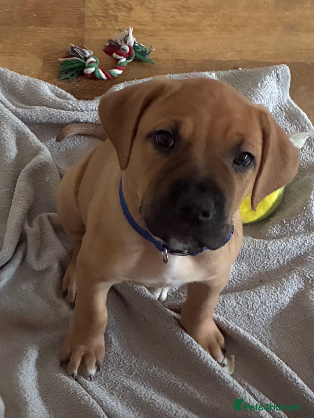 Mixed Breed dogs for sale: Beautiful Presa Mix Pups  - Image 17