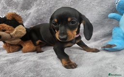 Dachshund dogs for sale: Brilliant Miniature Dachshund Puppies  - Image 6