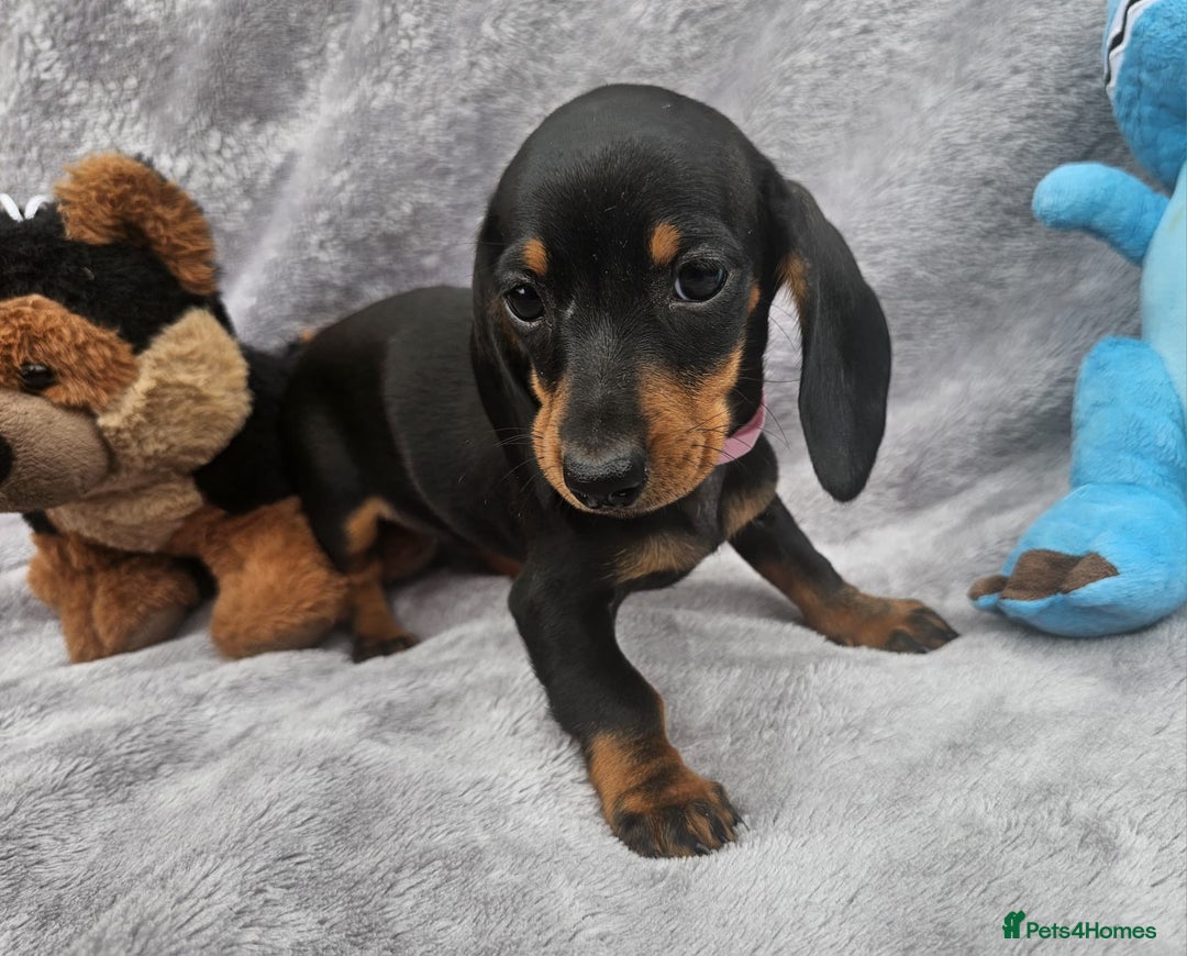 Dachshund dogs for sale: Brilliant Miniature Dachshund Puppies  - Image 6