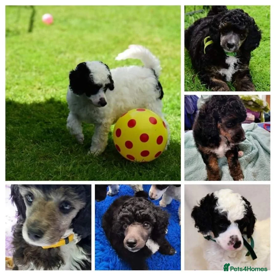 Toy Poodle dogs for stud: Tri Coloured Toy and Miniature studs in Northallerton - Advert 5