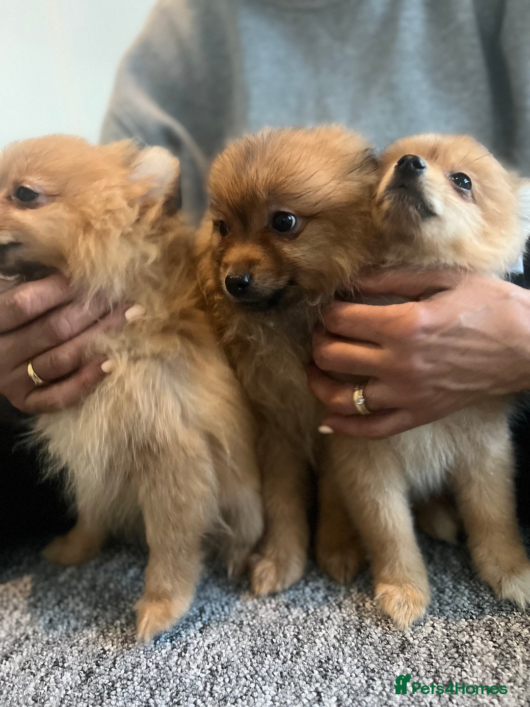 Mixed Breed dogs for sale: The cutest Pups: German & Japanese Pomeranian - Advert 31