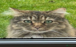 Siberian cats for sale: Siberian female cat neutered microchiped - Image 7