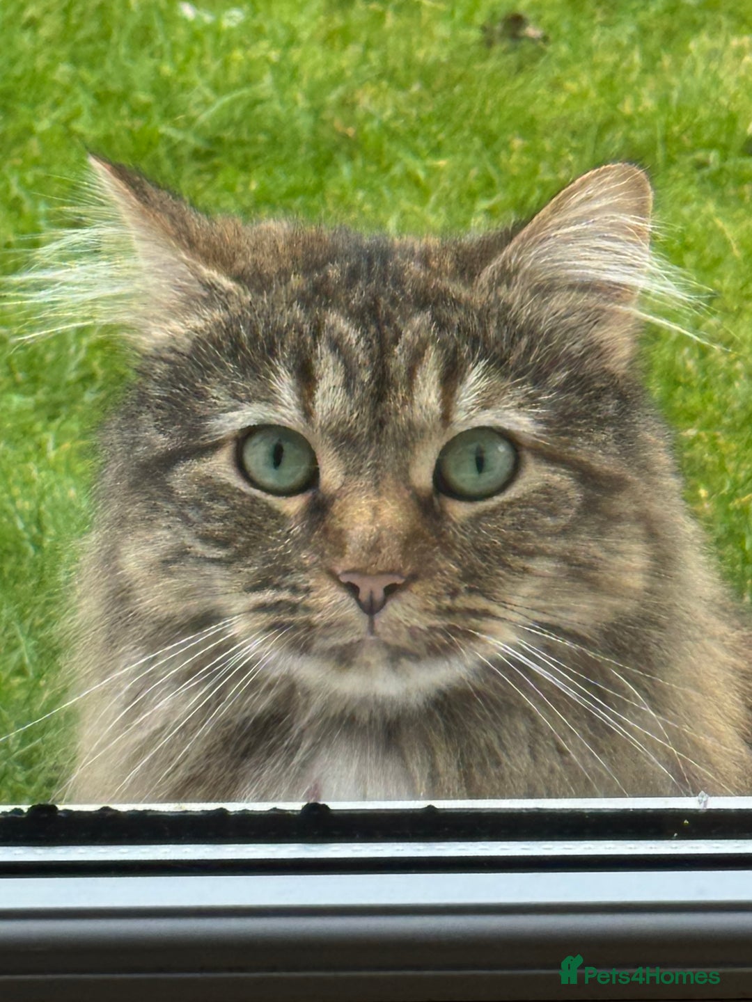 Siberian cats for sale: Siberian female cat neutered microchiped - Image 7