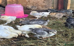 Chickens poultry for sale: Brahma point to lay 16-19 weeks - Image 3
