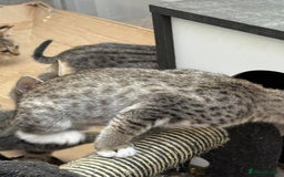 Savannah cats for sale: Savannah F6 kittens - Image 8