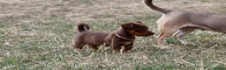 Jack Russell dogs for sale: Mini Jack Russel Terriers - Advert 15