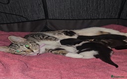 Ragdoll cats for sale: Ragdoll x Tabby Mix Kittens - Image 18