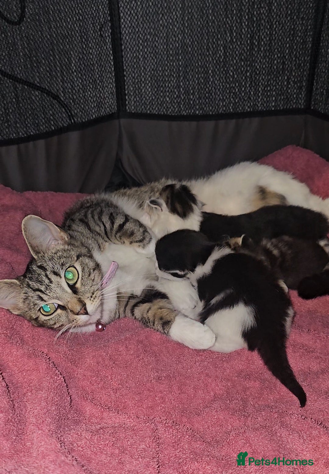 Ragdoll cats for sale: Ragdoll x Tabby Mix Kittens - Image 18