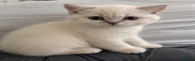 British Shorthair 2
