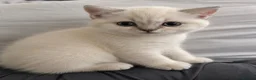 British Shorthair cats for sale: WHITE BSH kittens for sale - Advert 6