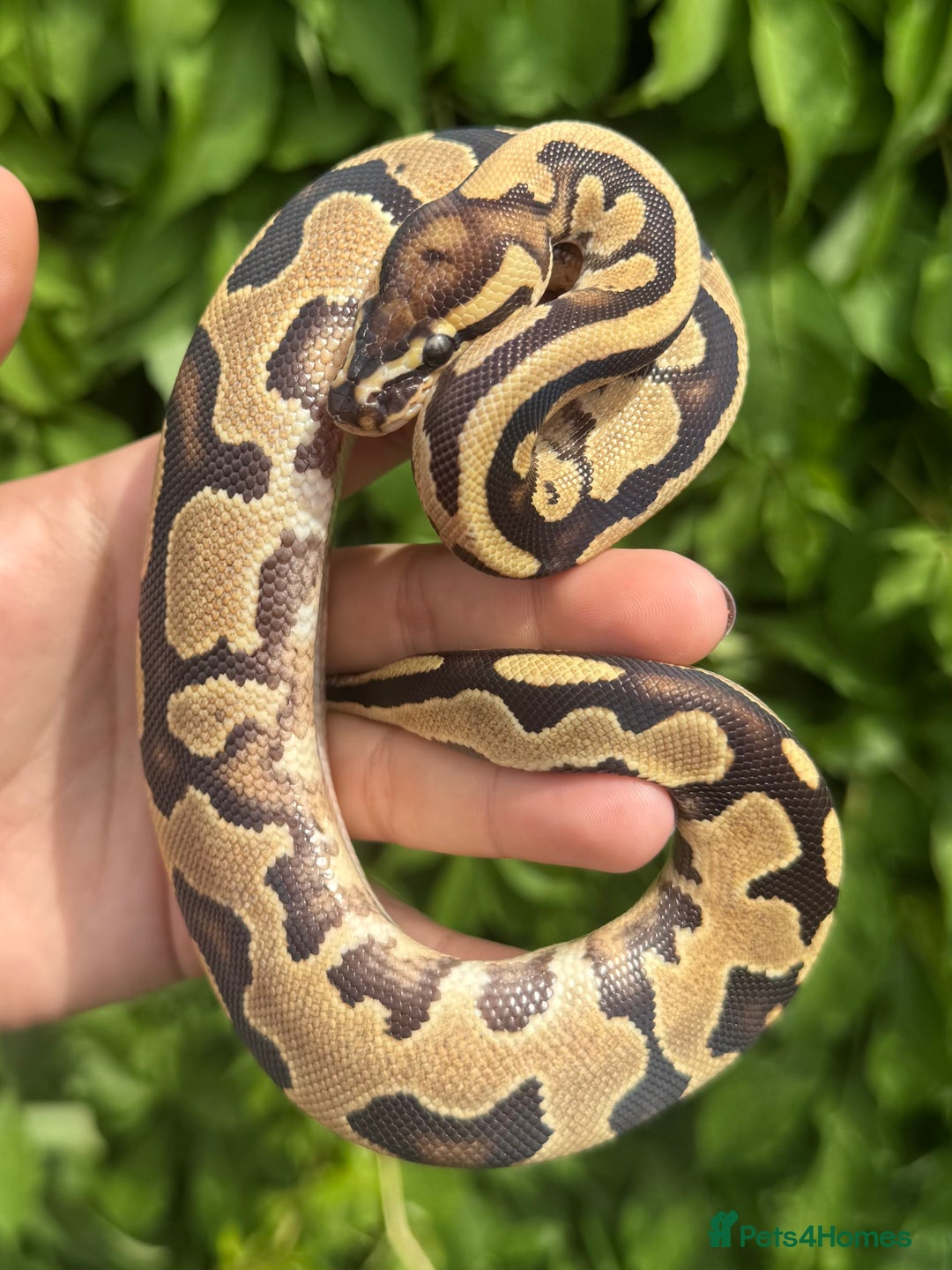 Python Snake reptiles for sale: Baby Ball Pythons  - Image 4