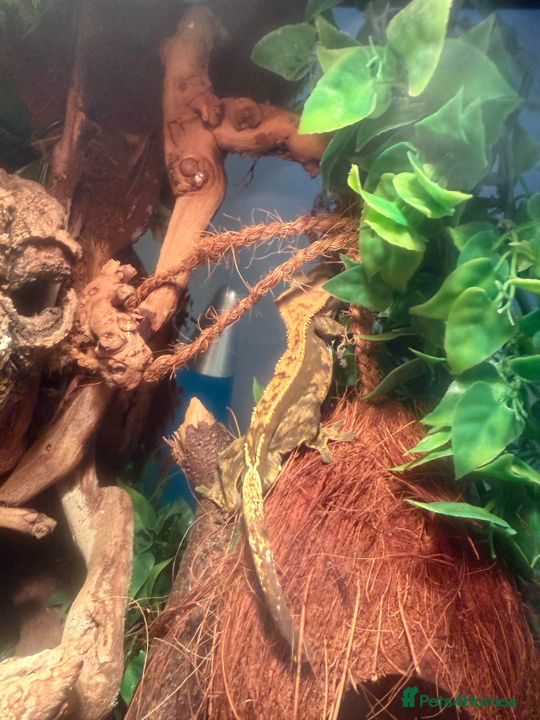 Gecko reptiles for sale: Crested gecko male cb24 - Image 4