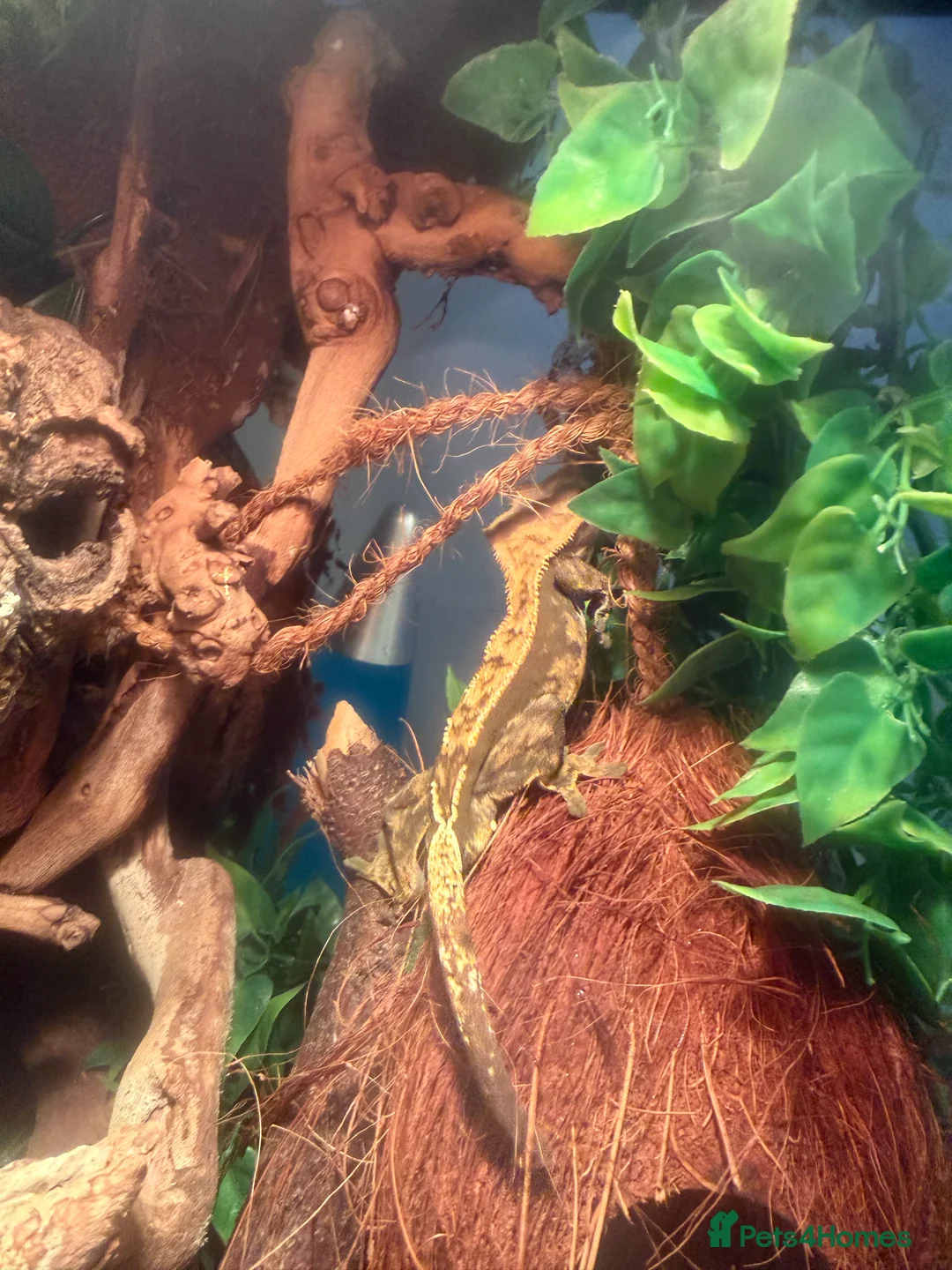 Gecko reptiles for sale: Crested gecko male cb24 - Advert 4