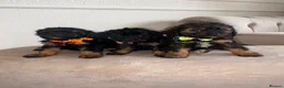 Cavapoo dogs for sale: F1 Cavapoo Puppies  - Advert 5